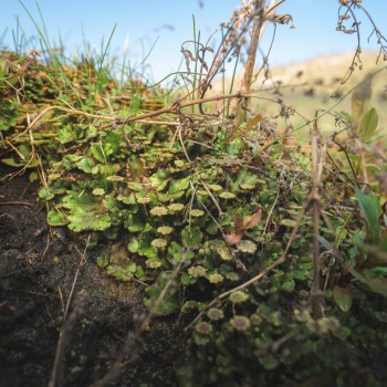 Detail of plant communities in the Bonaparte Meadows in Okanogan County, WA.