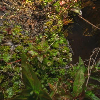 Detail of plant communities in the Bonaparte Meadows in Okanogan County, WA.