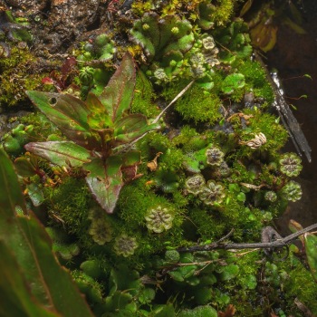 Detail of plant communities in the Bonaparte Meadows in Okanogan County, WA.