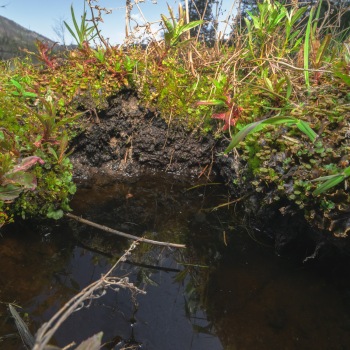 Detail of plant communities in the Bonaparte Meadows in Okanogan County, WA.