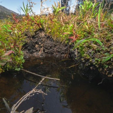 Detail of plant communities in the Bonaparte Meadows in Okanogan County, WA. Detail of plant communities in the Bonaparte Meadows in Okanogan County, WA.