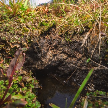 Detail of plant communities in the Bonaparte Meadows in Okanogan County, WA.
