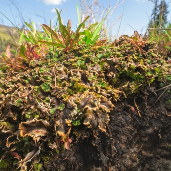 Detail of plant communities in the Bonaparte Meadows in Okanogan County, WA.