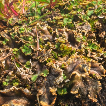 Detail of plant communities in the Bonaparte Meadows in Okanogan County, WA.