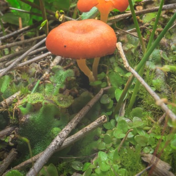 Detail of plant communities and mushrooms in the Bonaparte Meadows in Okanogan County, WA.