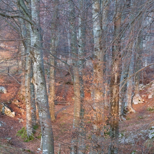 DSC_9746-Beech