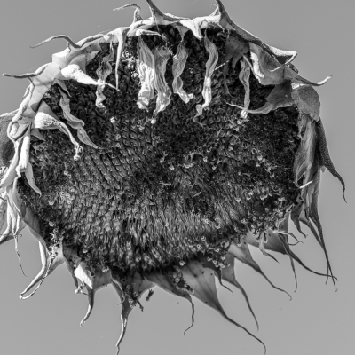 DSC4505DSC-SunflowerBW