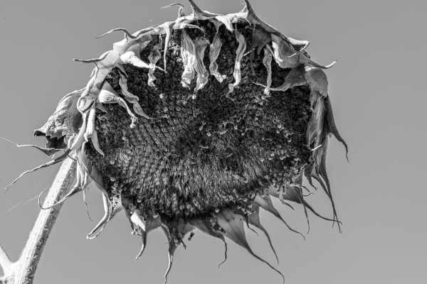 DSC4505DSC-SunflowerBW