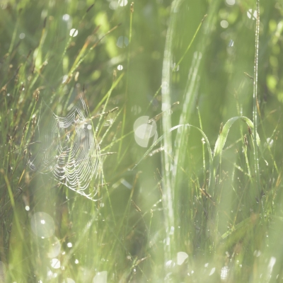 DSC6684-meadow