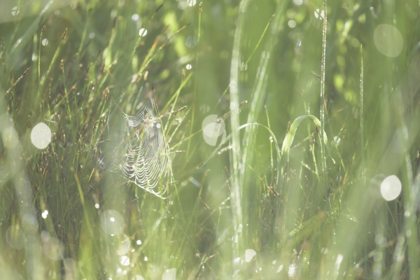 DSC6684-meadow