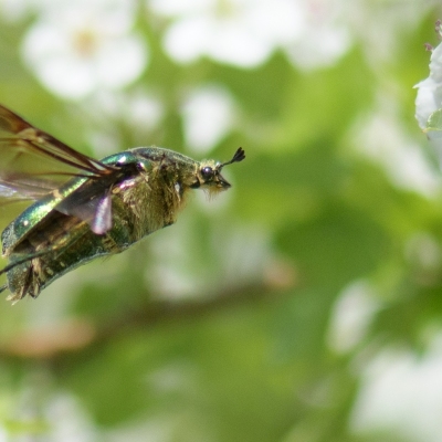 DSC_1177-RainbowBeetle