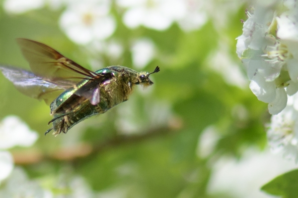 DSC_1177-RainbowBeetle