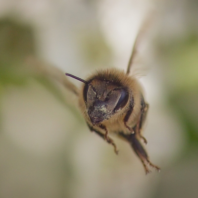 DSC_1310-BeeFace