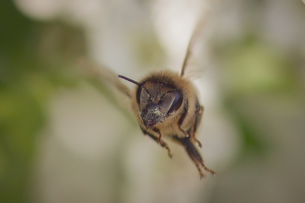 DSC_1310-BeeFace