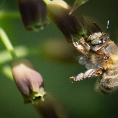 DSC_1316-BeeEye