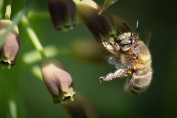 DSC_1316-BeeEye