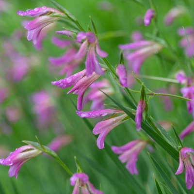 DSC_2643-GladiolaIT