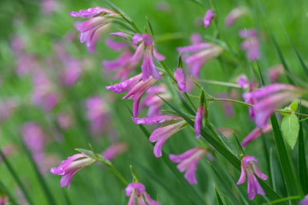 DSC_2643-GladiolaIT
