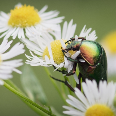 DSC_6855-RainbowBeetle