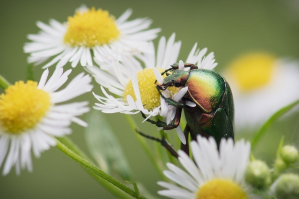 DSC_6855-RainbowBeetle