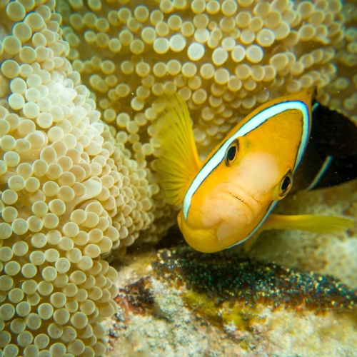 DSCI0053-anemonefishEggs