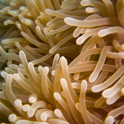 DSCI1210-anemone