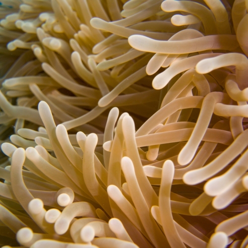 DSCI1210-anemone