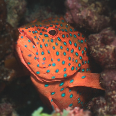 DSCI2350-grouper