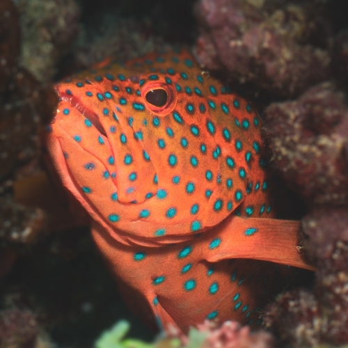 DSCI2350-grouper