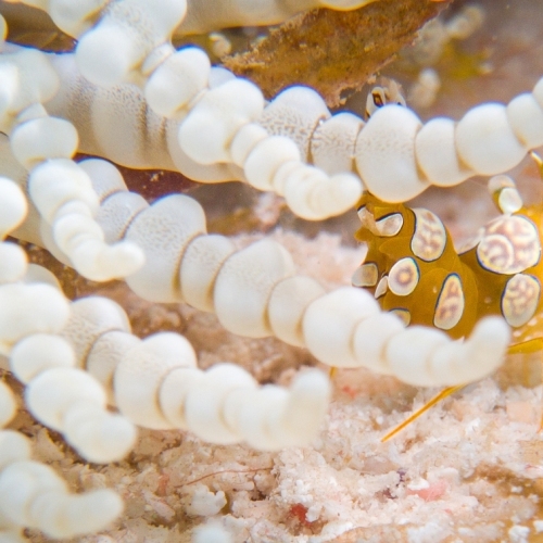 DSCI2472-squatShrimp