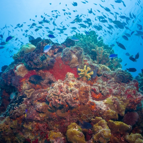 DSCI2502-reefscape