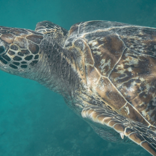 DSCI2980-turtle