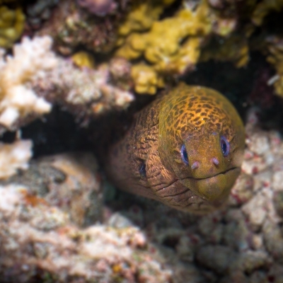DSCI3014-eel