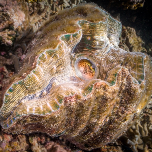DSCI3055-clam