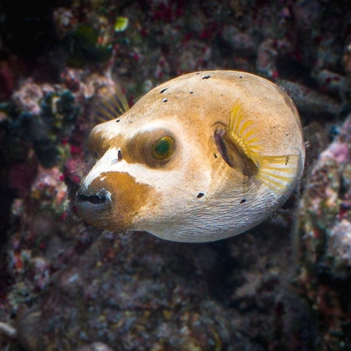 DSCI3083-puffer