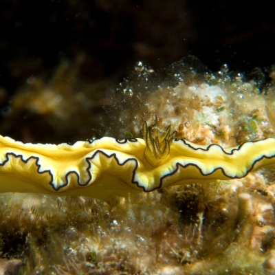 DSCI3384-nudi