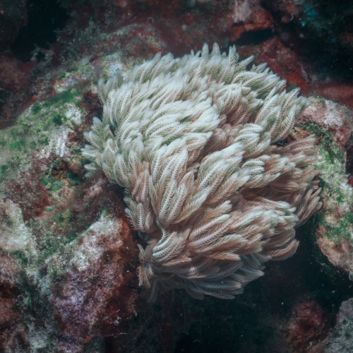 DSCI3945-crinoid