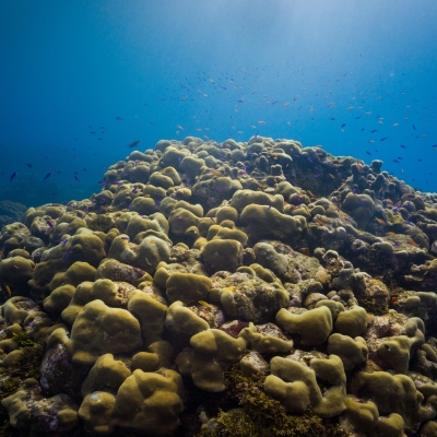 DSCI3966-reefscape