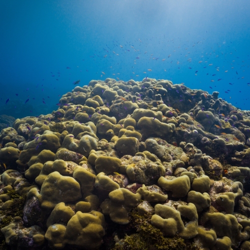 DSCI3966-reefscape