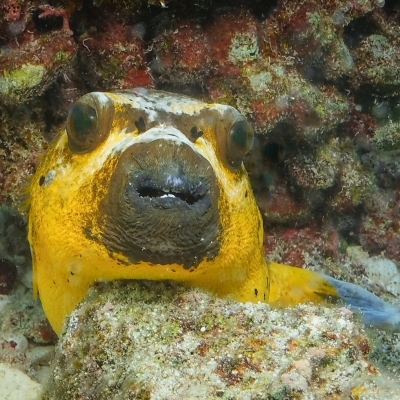 DSCI4095-puffer
