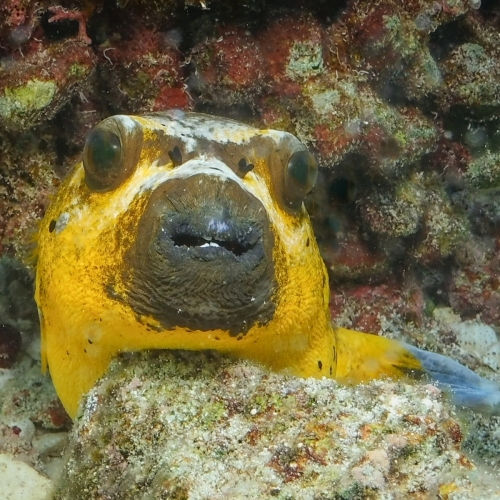DSCI4095-puffer