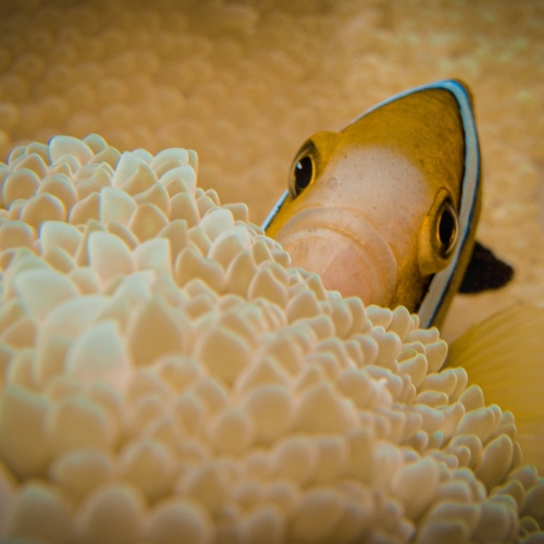 anemonefish