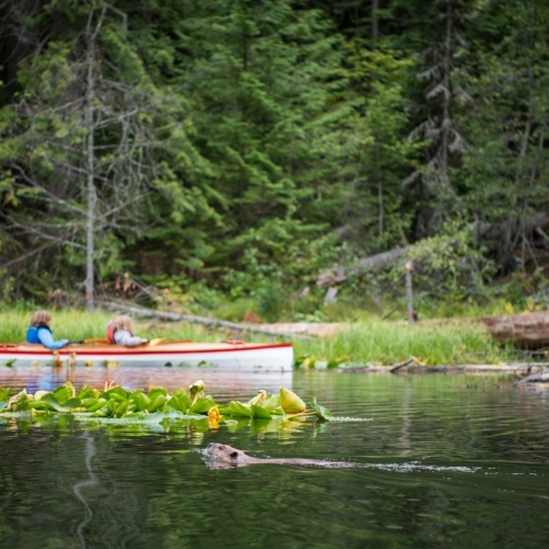 DSC9987-Beaver