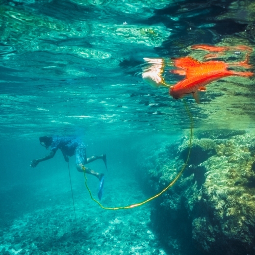 DSCI3421-fishing