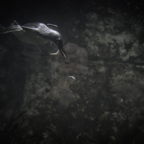 DSC_1149-marbledmurrlet