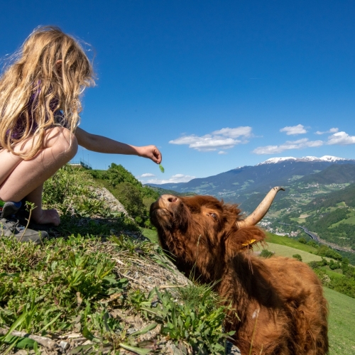 DSC_4582-ScottishCow