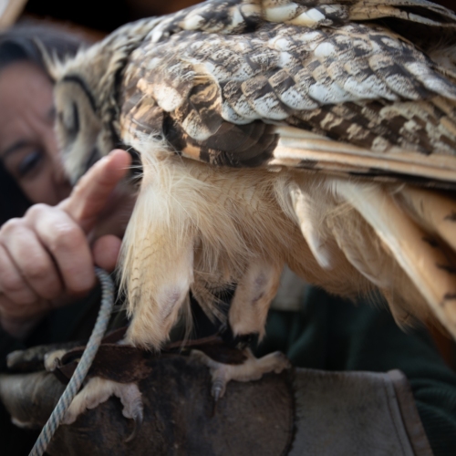 DSC_6017-SylviaOwl