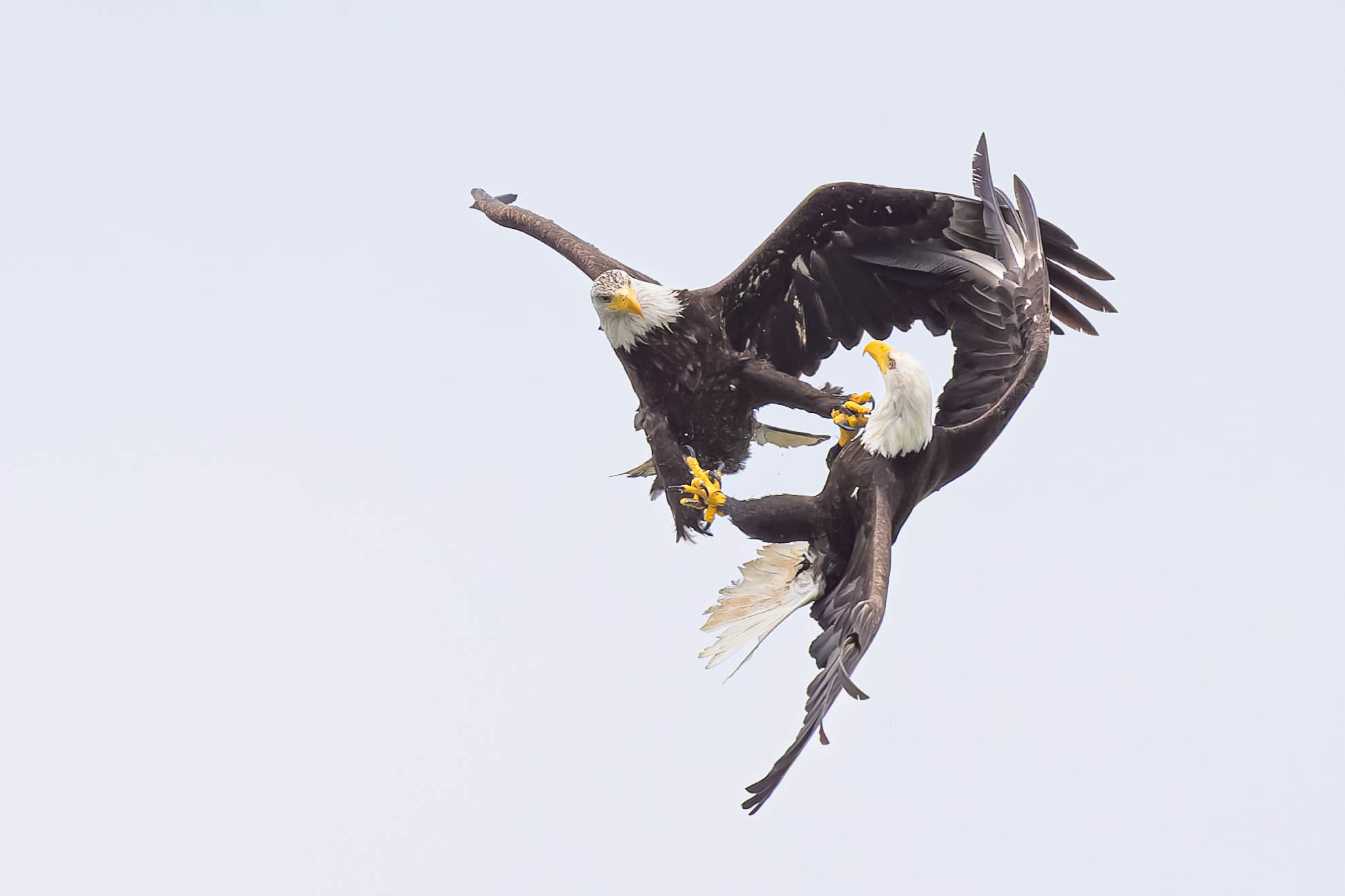 Locked Talons