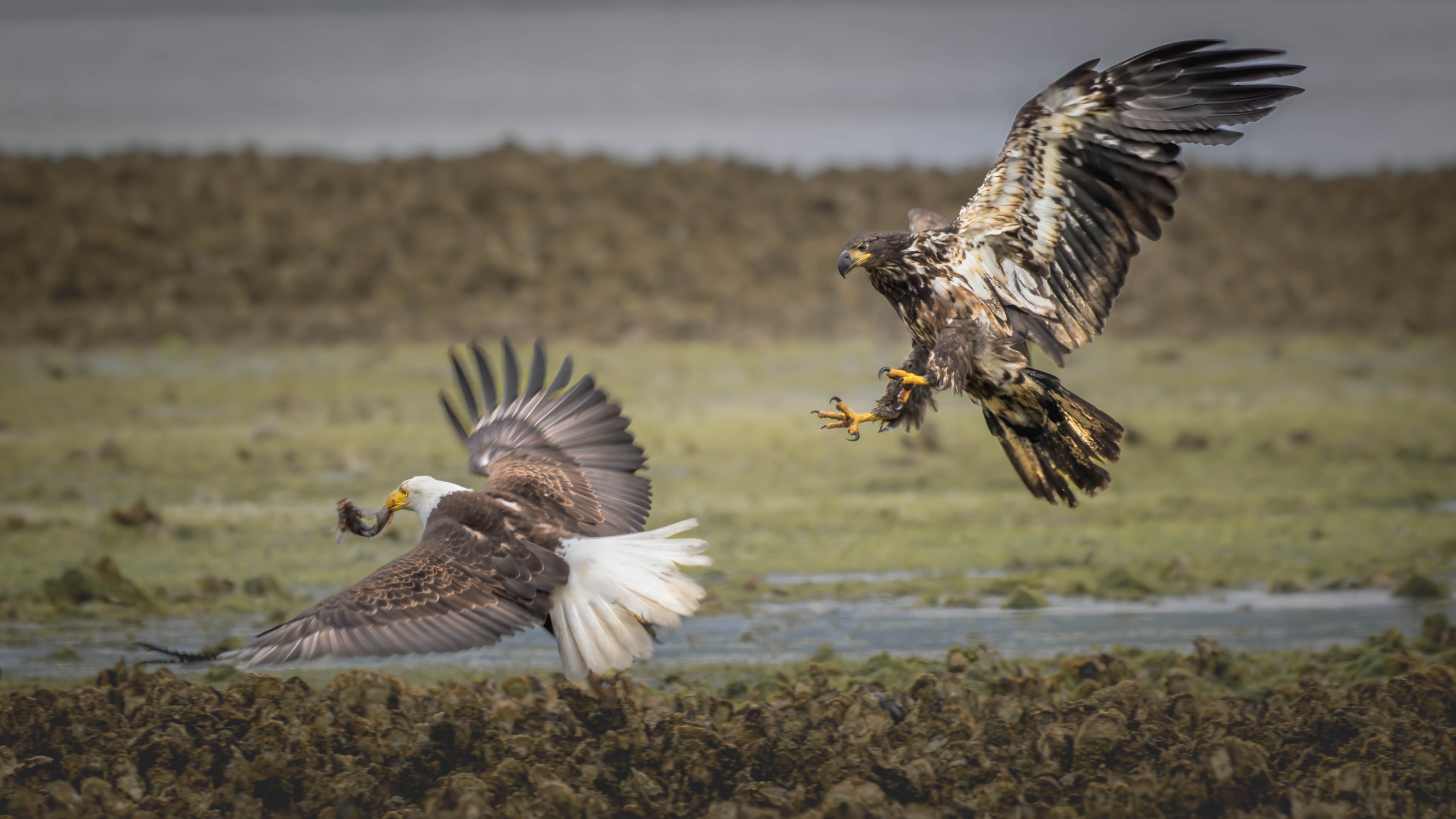 Eagles