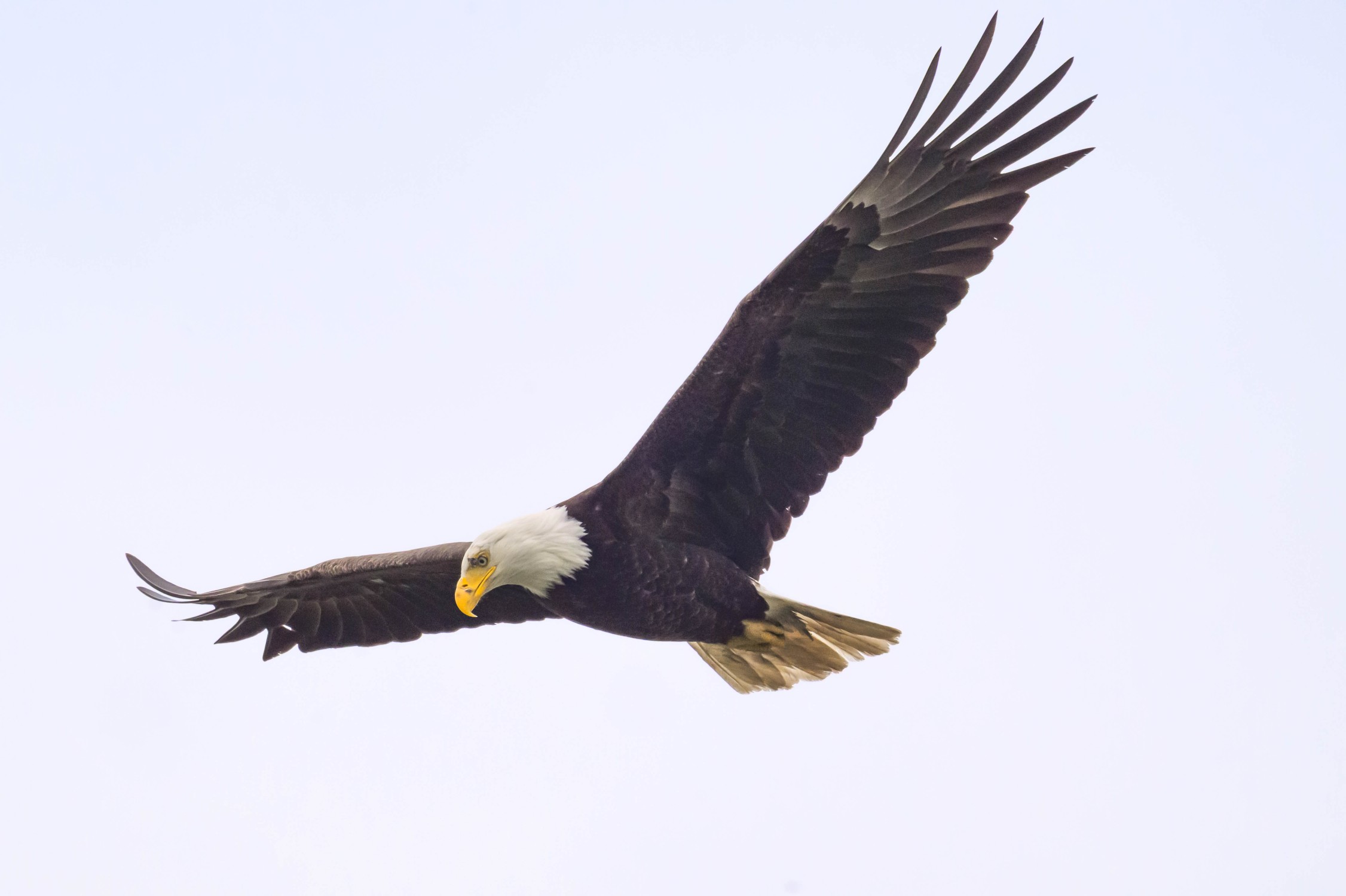 In Flight